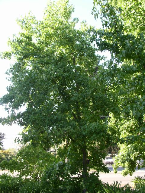 Liquidambar styraciflua