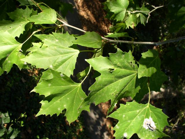 Platanus x acerifolia