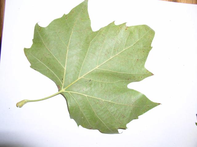 Platanus x acerifolia