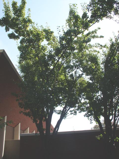 Pyrus calleryana 'Bradford'
