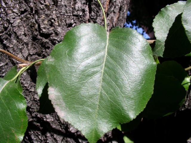 Pyrus calleryana 'Bradford'
