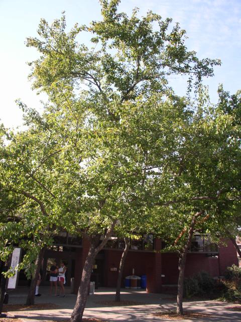 Pyrus kawakamii