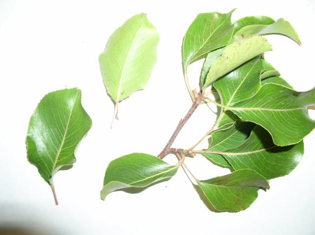 Pyrus kawakamii