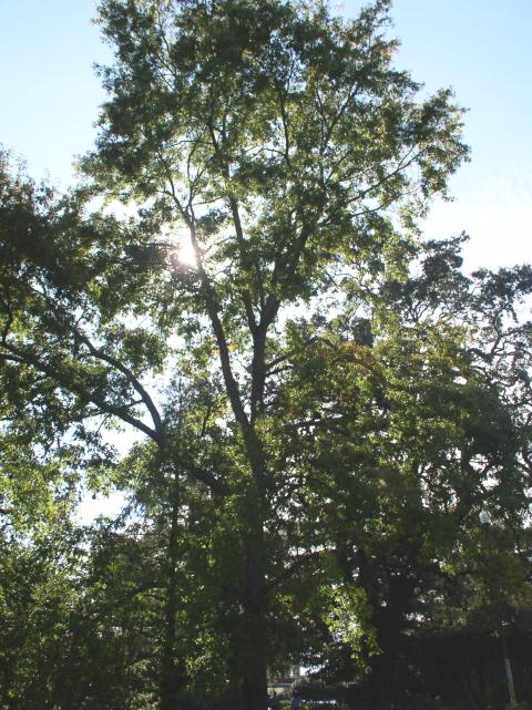 Quercus palustris