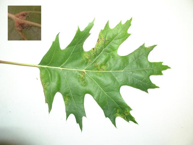 Quercus palustris