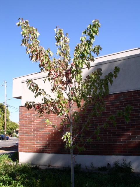 Acer rubrum