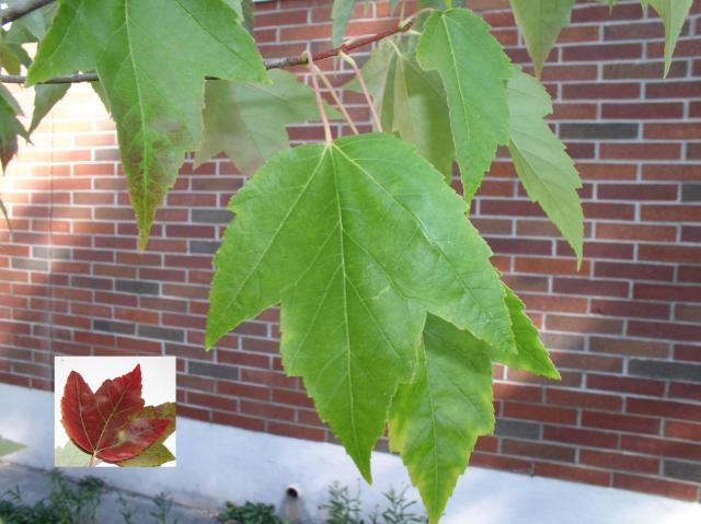 Acer rubrum