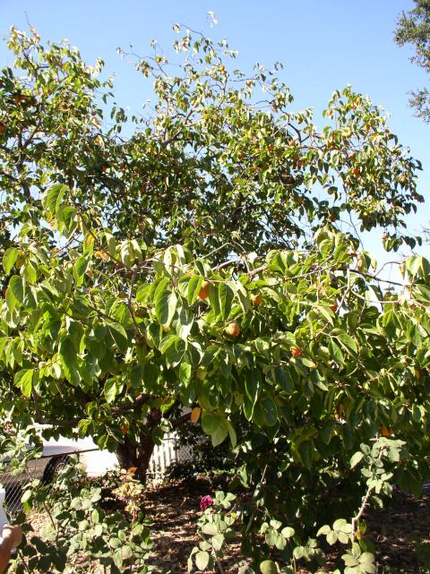Diospyros kaki