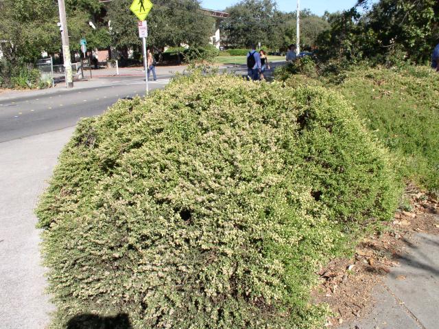 Baccharis pilularis 'Twin Peaks'