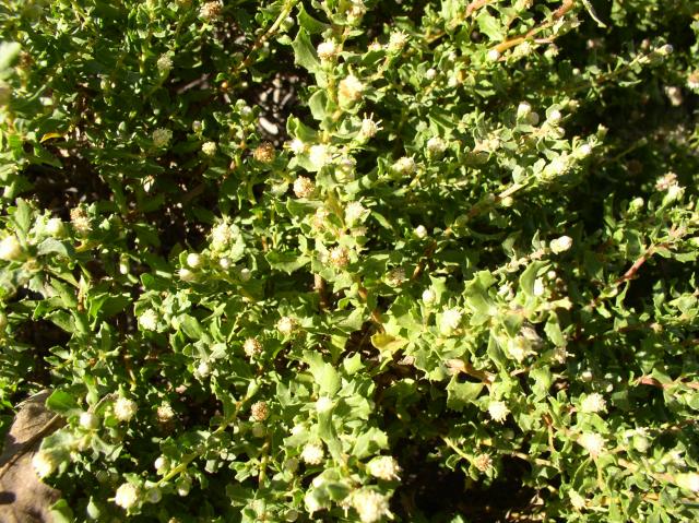 Baccharis pilularis 'Twin Peaks'