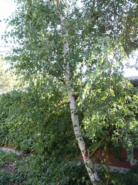 Betula pendula