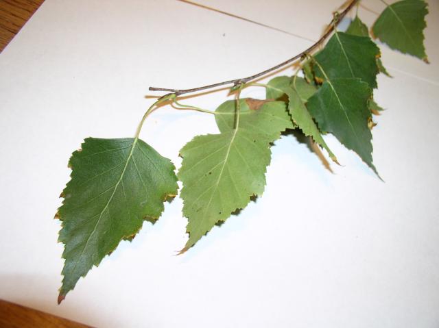 Betula pendula