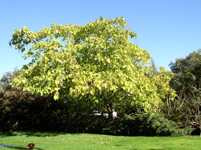 Catalpa speciosa
