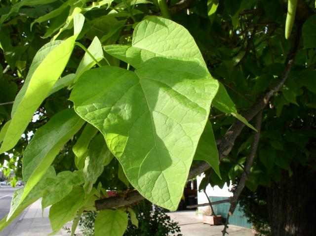 Catalpa speciosa