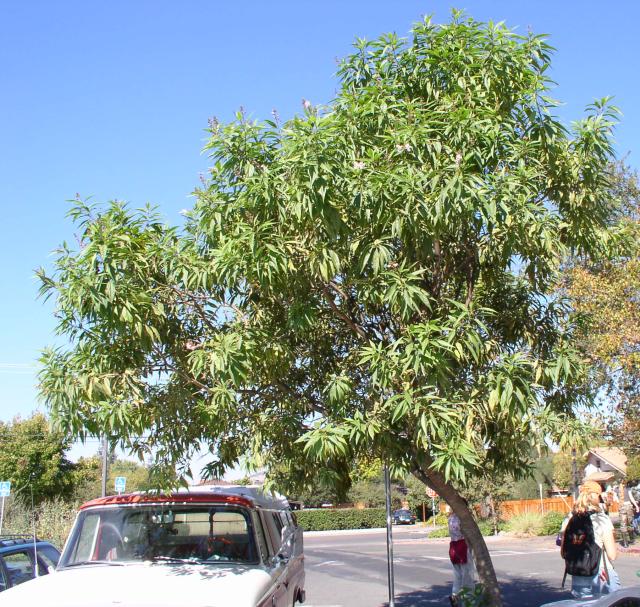 X Chitalpa tashkentensis