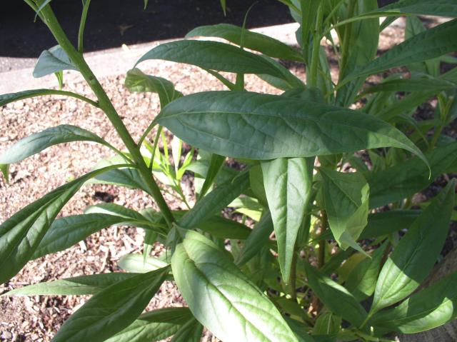X Chitalpa tashkentensis