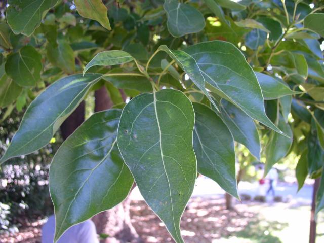 Cinnamomum camphora