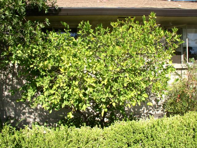 Citrus limon 'Meyer'