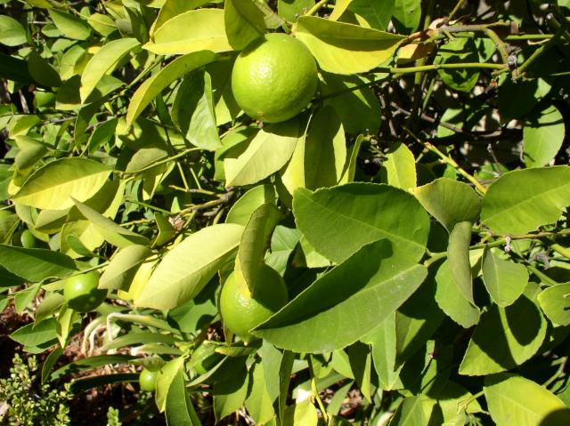 Citrus limon 'Meyer'