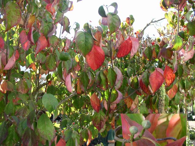 Cornus florida