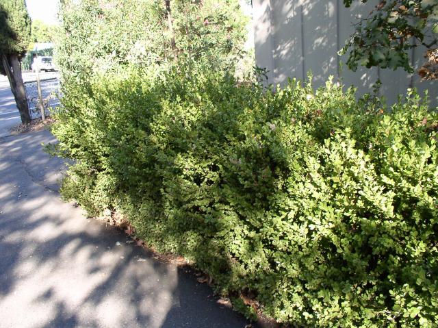 Buxus microphylla japonica