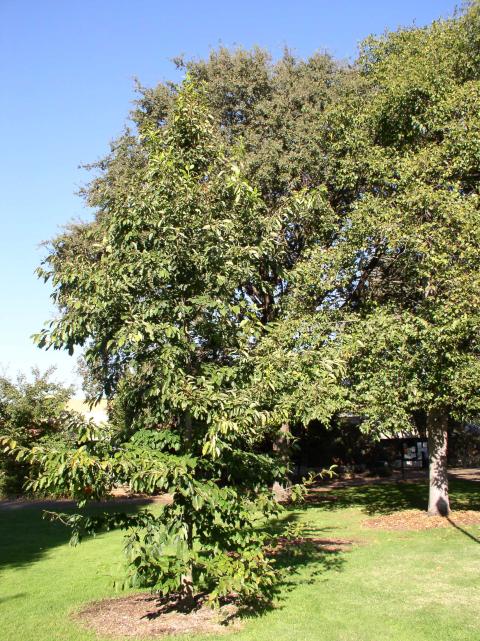 Nyssa sylvatica