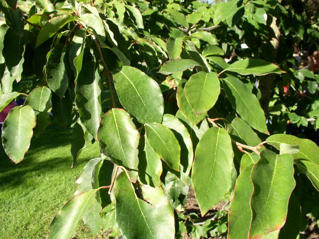 Nyssa sylvatica