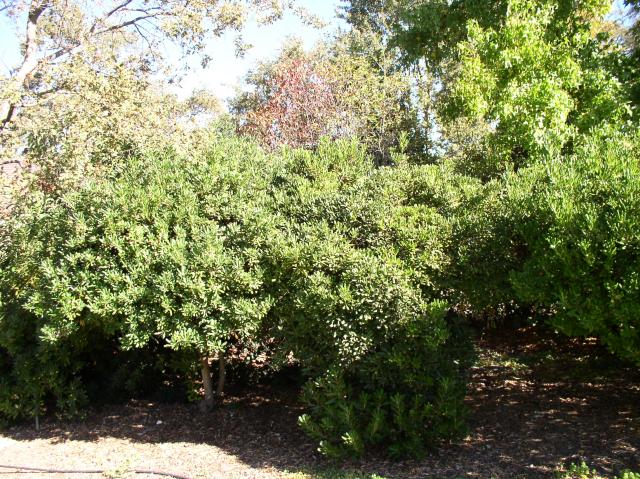 Pittosporum tobira