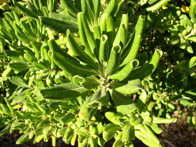 Pittosporum tobira