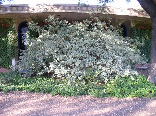 Pittosporum tobira 'Variegata'