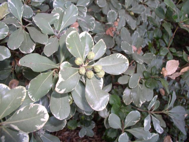 Pittosporum tobira 'Variegata'