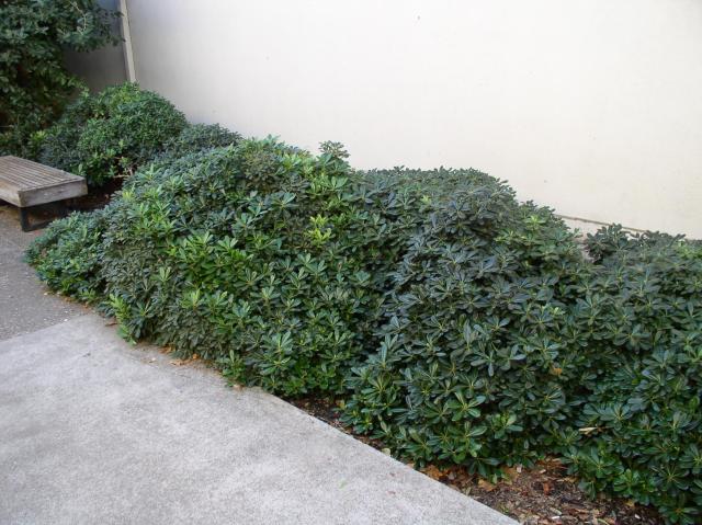 Pittosporum tobira 'Wheelers Dwarf'