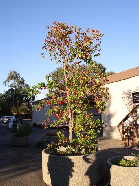 Sapium sebiferum