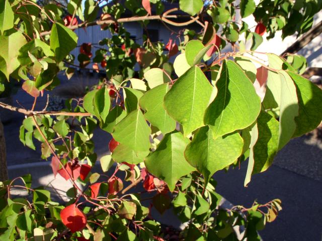 Sapium sebiferum