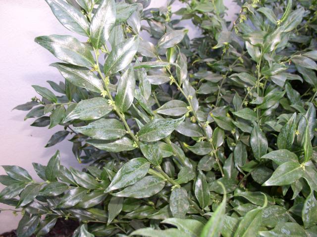 Sarcococca ruscifolia