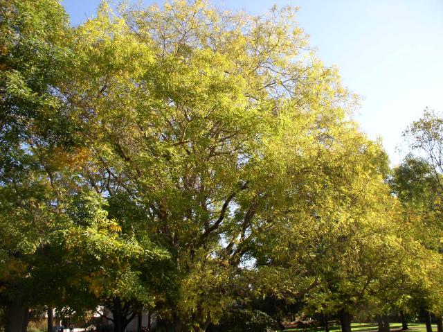 Sophora japonica