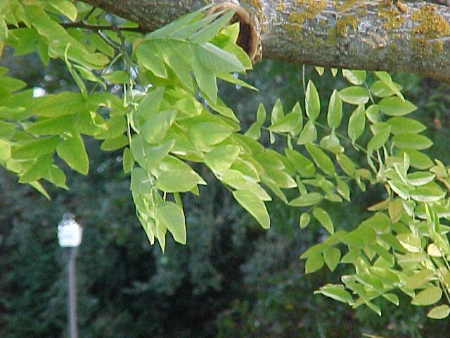 Sophora japonica