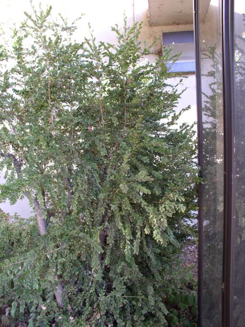 Buxus sempervirens