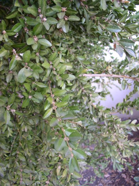 Buxus sempervirens