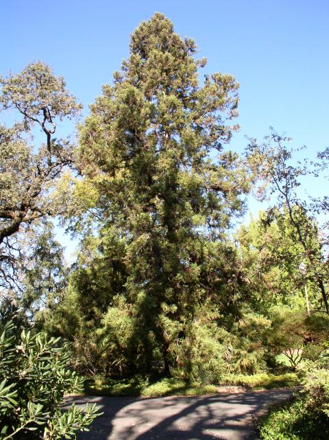 Cryptomeria japonica