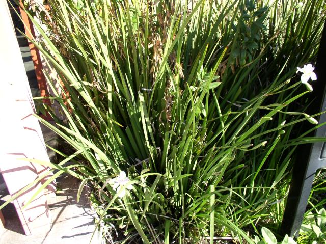 Dietes vegeta