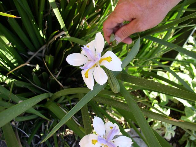 Dietes vegeta