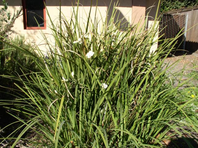 Dietes bicolor