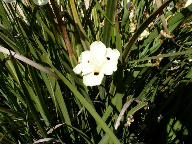 Dietes bicolor