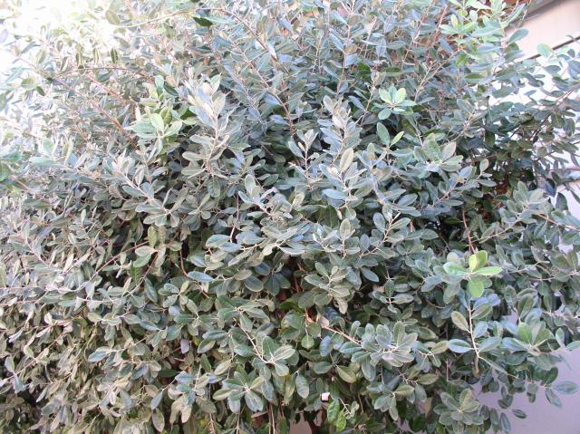 Feijoa sellowiana