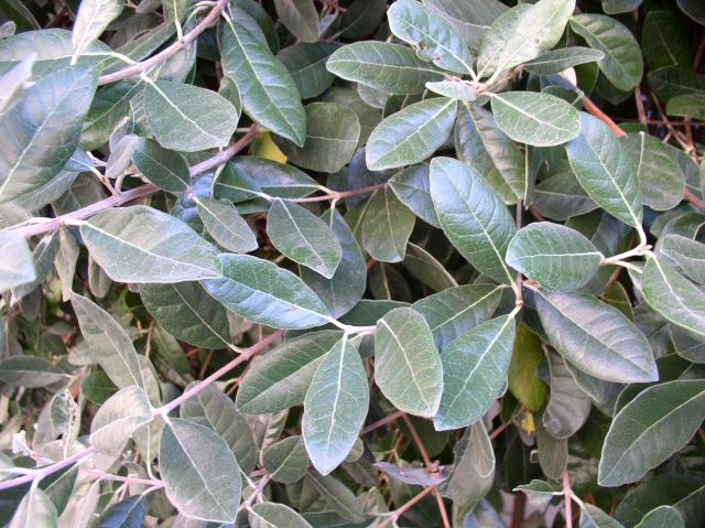 Feijoa sellowiana