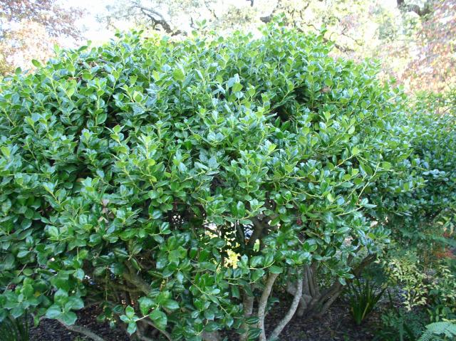 Ilex cornuta 'Burfordii'