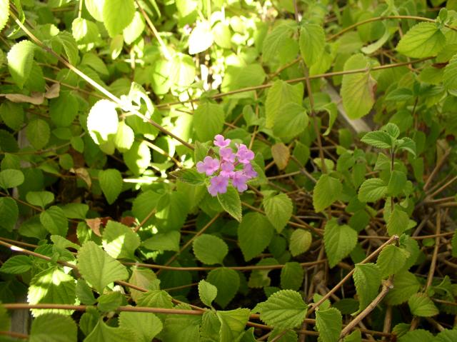 Lantana montevidensis