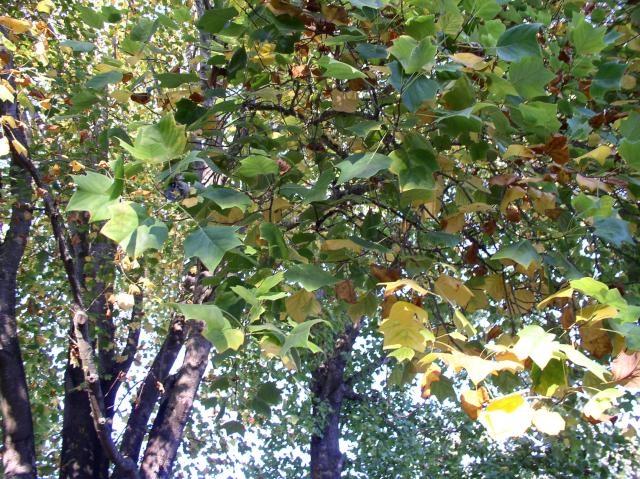 Liriodendron tulipifera