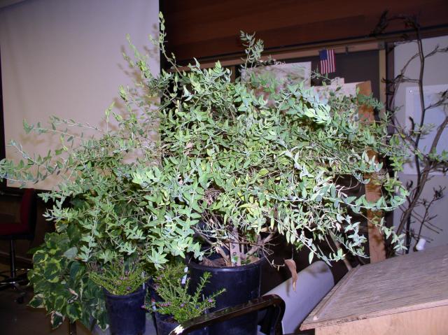 Polygala x dalmaisiana